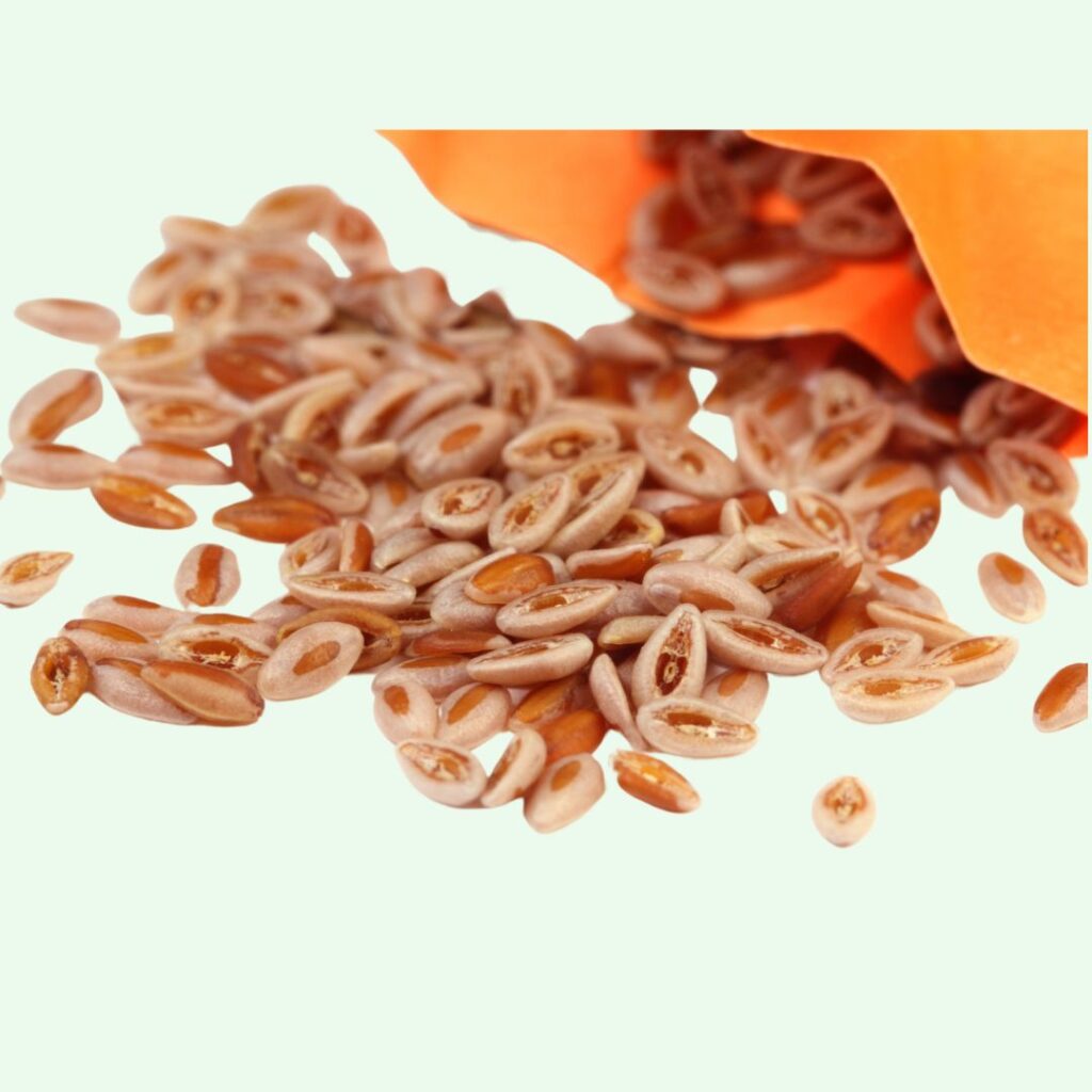 Isabgol