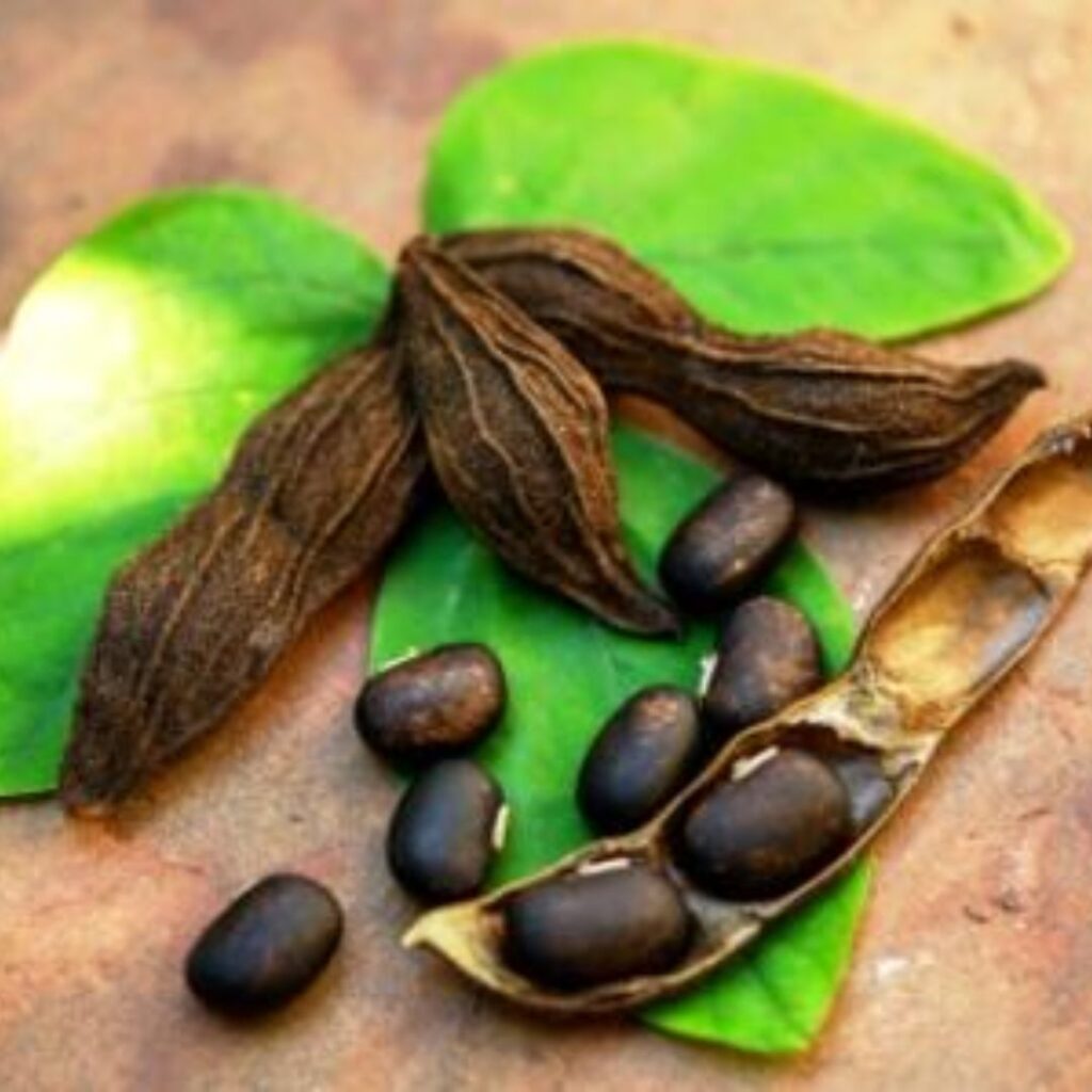 Kapikacchu herbs for improving sperm count and libido