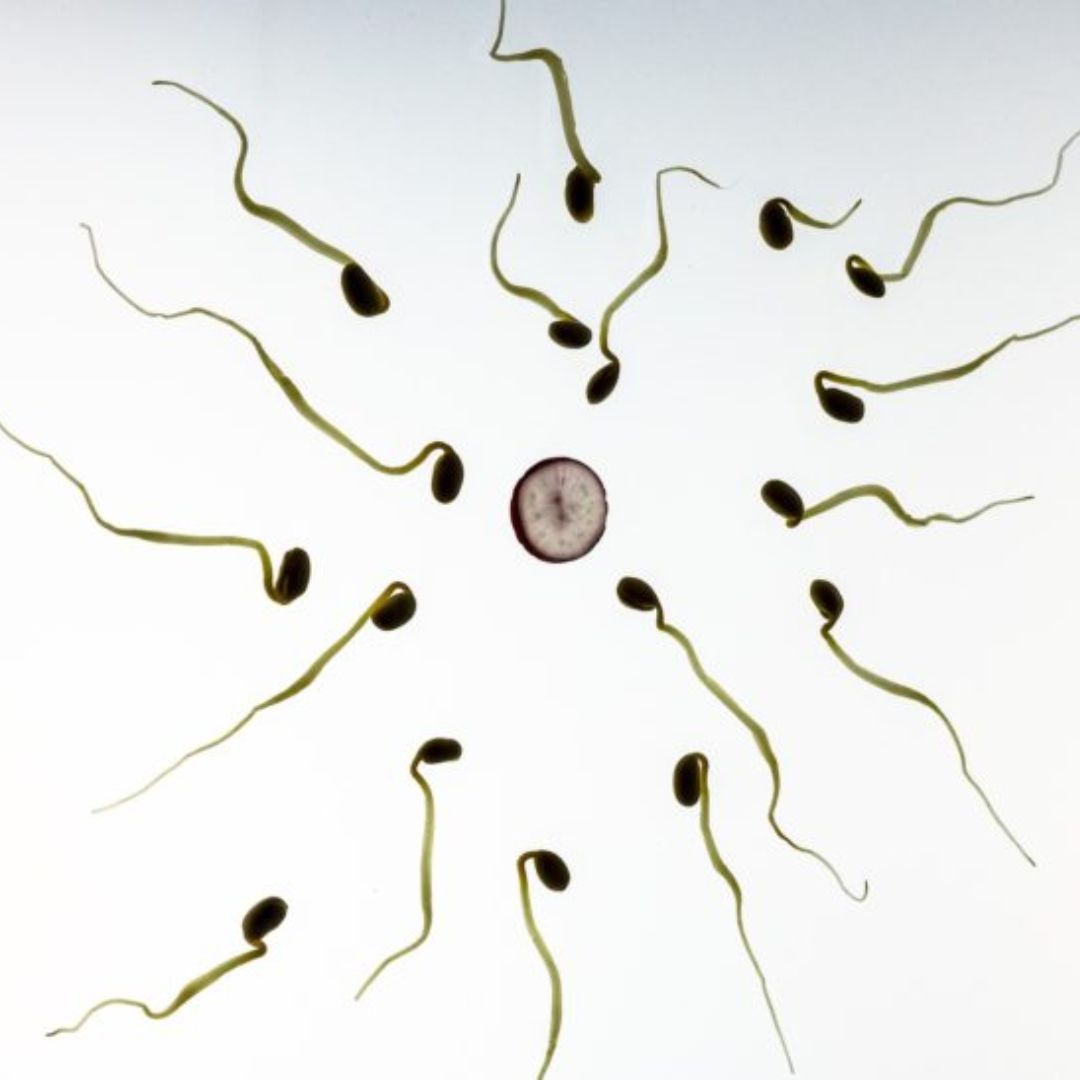 Medicine to get pregnant fast