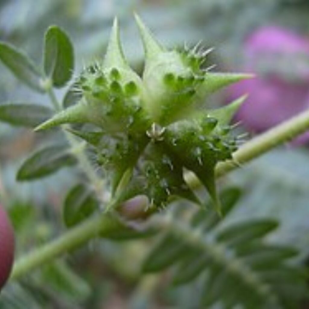 Gokshura herb traditionally used in kidney treatment in Ayurveda