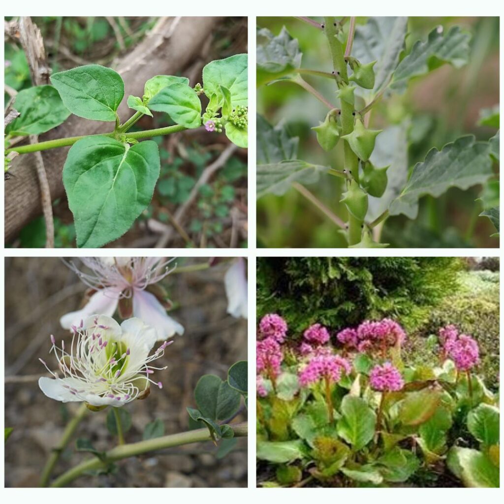 Punarnava, Gokshura, Varuna and Pashanbheda herbs used as ayurvedic medicine for urinary problems