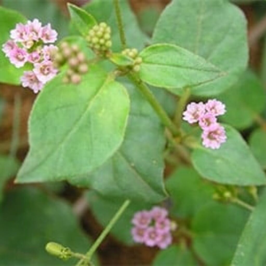 Punarnava herb used as ayurvedic medicine for urinary problems