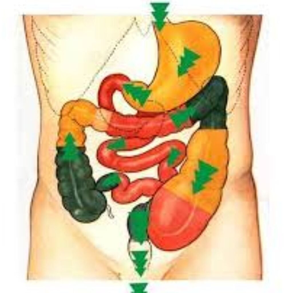 Controlled elimination process reflecting the benefits of Virechana in Ayurvedic detox therapy
